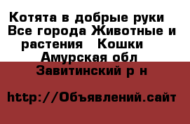 Котята в добрые руки - Все города Животные и растения » Кошки   . Амурская обл.,Завитинский р-н